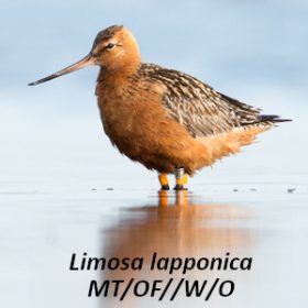 Reserve-Moeze-Oleron-LPO-Controle-LIMLAP