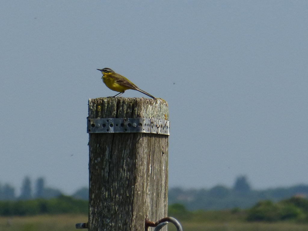 Reserve-Moeze-Oleron-LPO-Bergeronette-printaniere