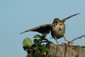Bruant proyer se posant sur un poteau à la réserve naturelle de Moëze-Oléron ©TH.Mazard