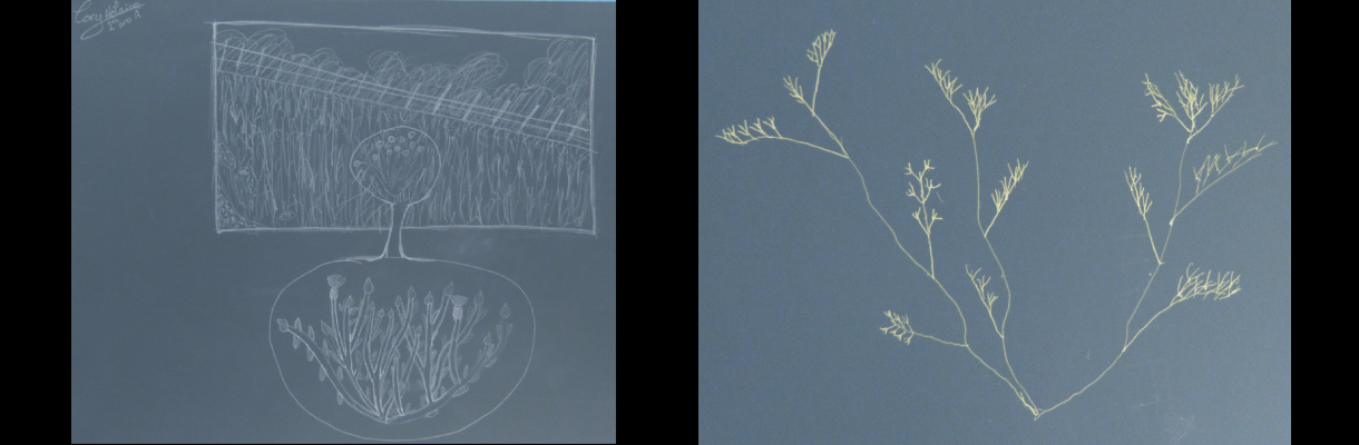 Reserve-Moeze-Oleron-LPO-Herbier-dessine2-caroussel