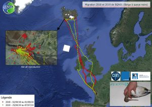 Migrations d’une Barge à queue noire, données récoltées par GPS (CNRS-Université de La Rochelle-LIENSs-LPO)