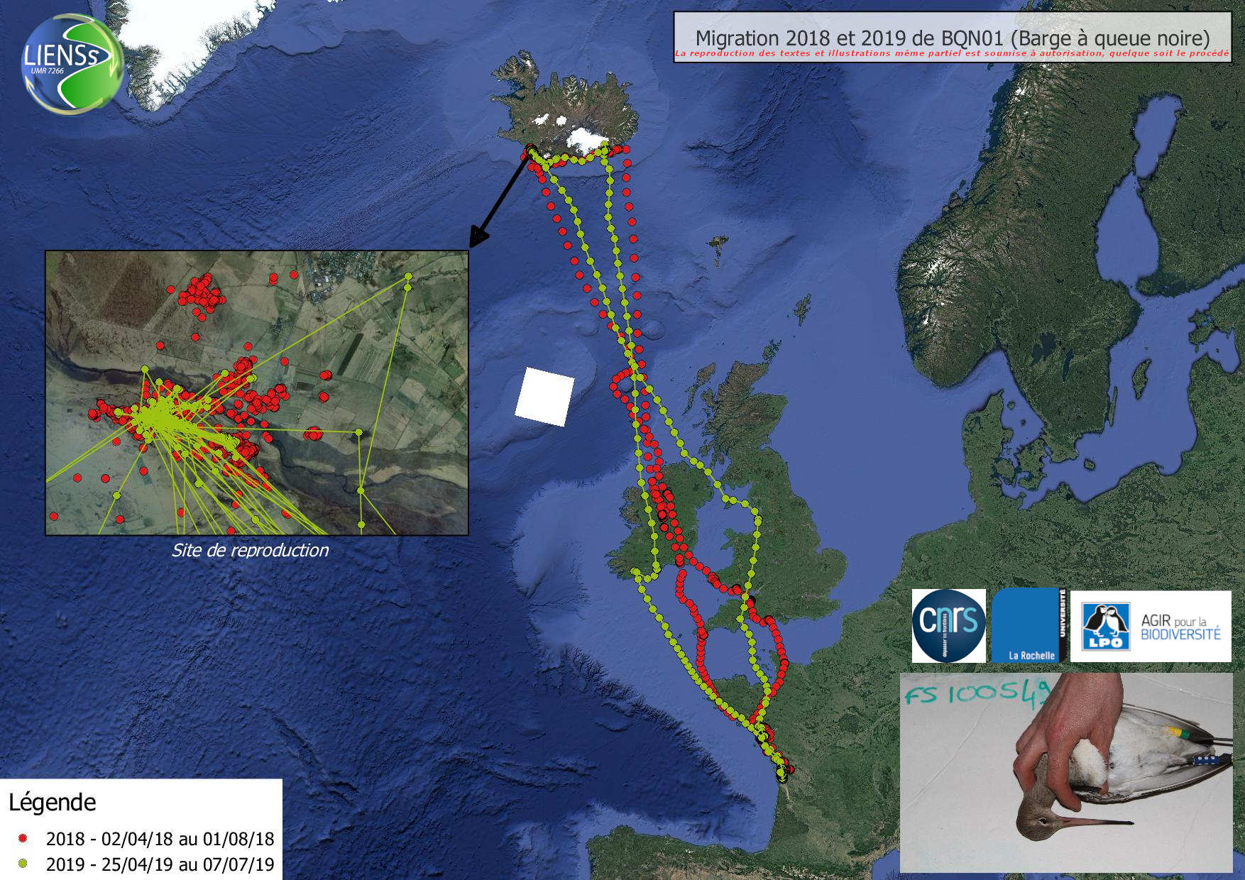 Migrations d’une Barge à queue noire, données récoltées par GPS (CNRS-Université de La Rochelle-LIENSs-LPO)