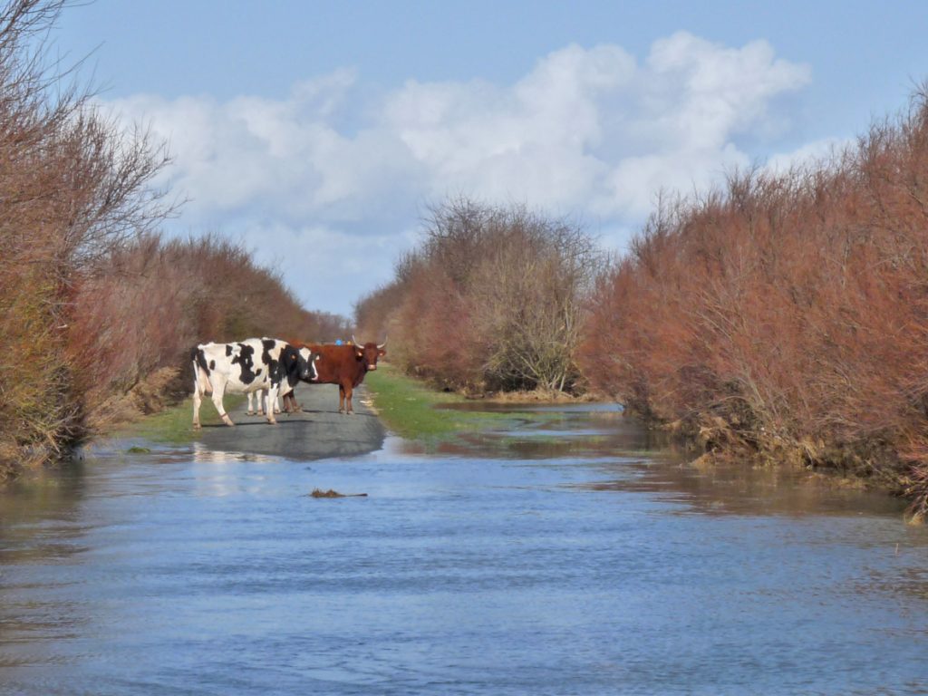 Submersion marine après la tempête Xynthia du 28 février 2010, vaches en perdition